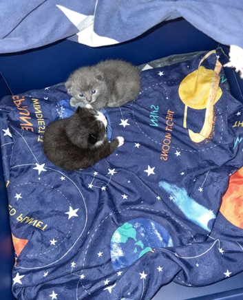 2 beautiful male kittens