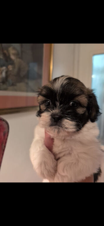 Shih Tzu puppy 1 boy