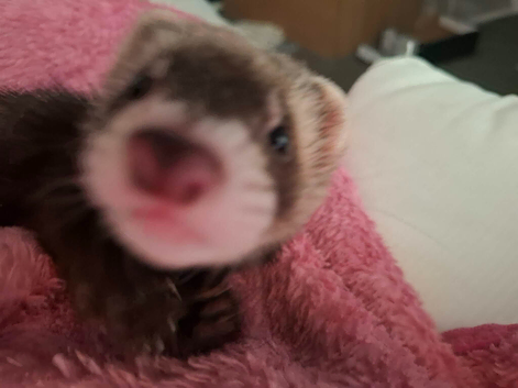 Bandit ferret Hob