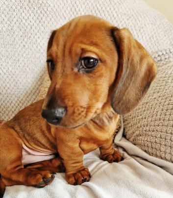 last puppy (male), Miniature dachshund