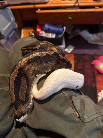 Adult male pied royal python