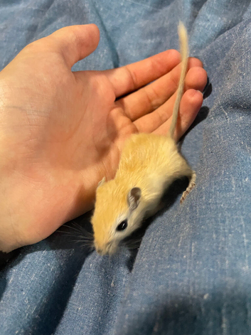 Baby boy gerbils