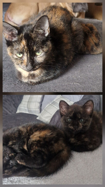 Female kittens