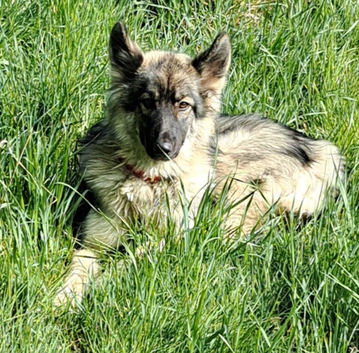 Stunning Shepsky for Rehoming