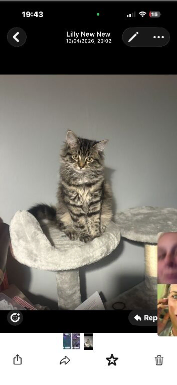 8 month old female kitten