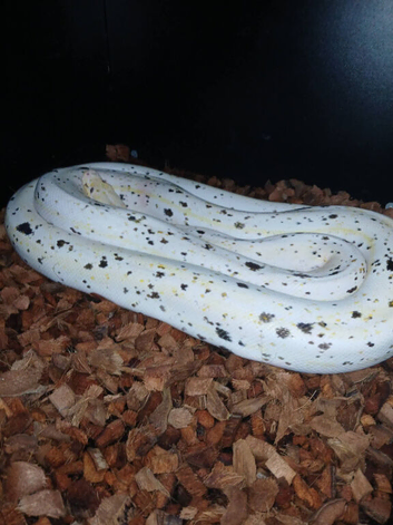 Cow reticulated python