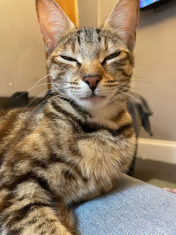Female kitten
