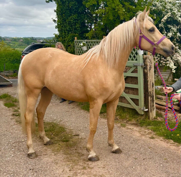 15&rsquo;2 Palomino PBA