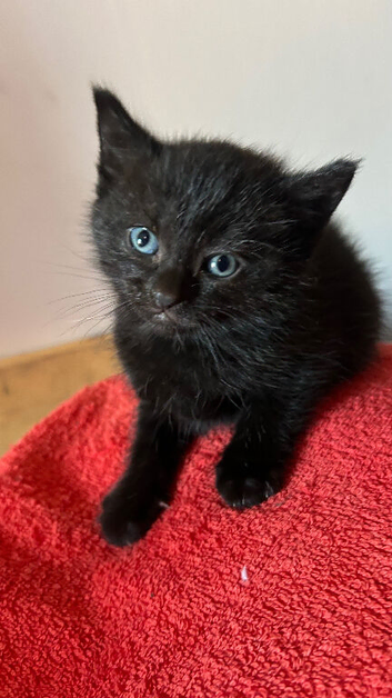 Stunning BSH KITTENS X
