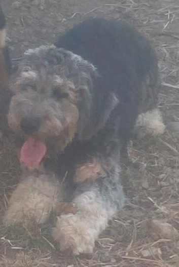 German shepherd cross poodle