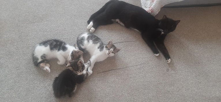 Three mixed breed kittens