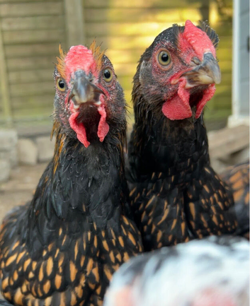 Gold laced Wyandotte roosters for sale