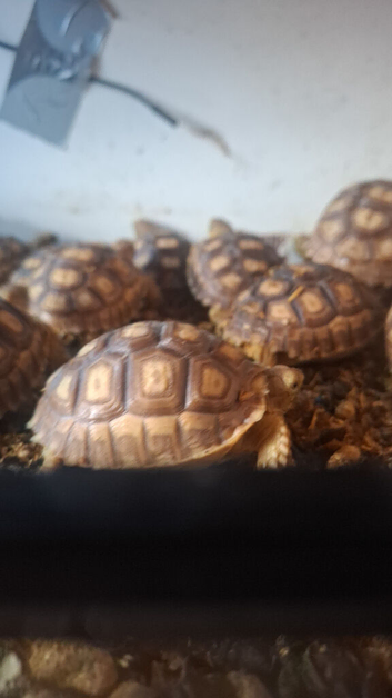 Baby sulcata tortoises for sale