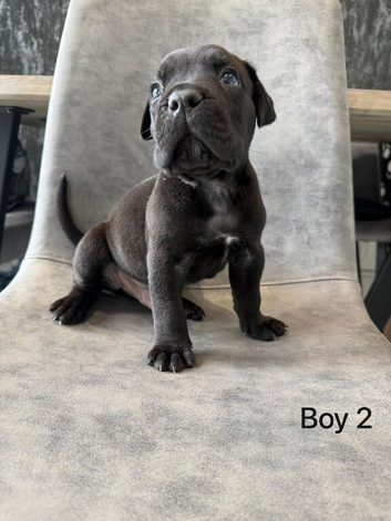 Cane corso puppies - excellent example of their breed