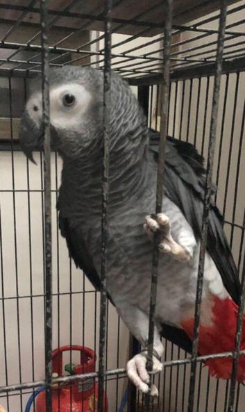 African grey