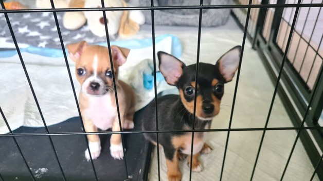 One boy Chihuahua & one girl Chihuahua left