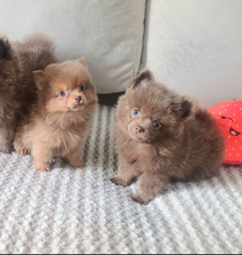 Last girl pomeranian!