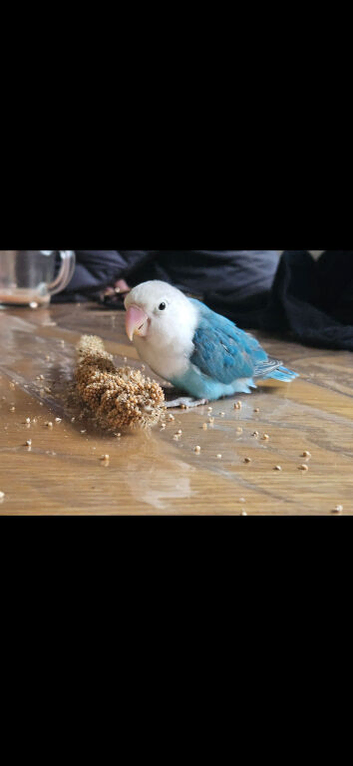 Male love bird coming up to s year old