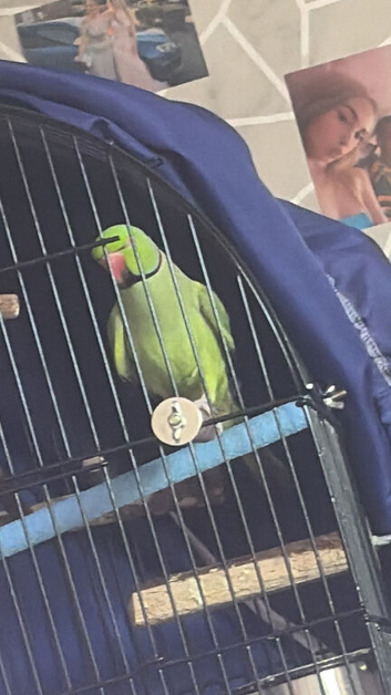 Beautiful ringneck