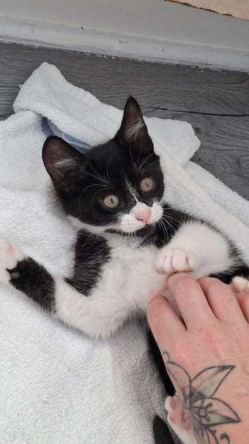 Female kitten