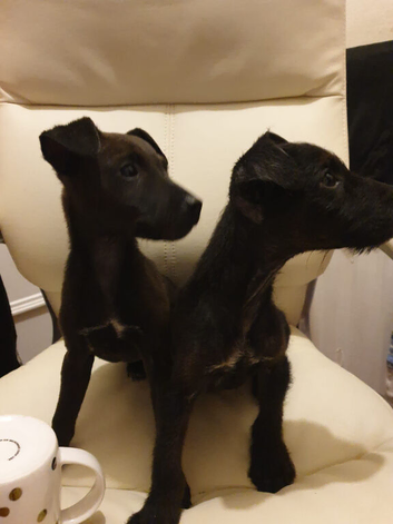 Patterdale puppies