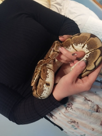 Ball python