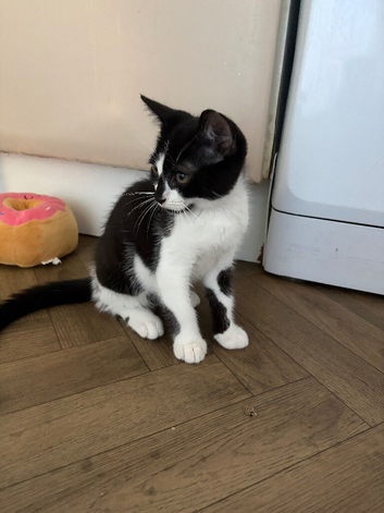 Black and white  kitten