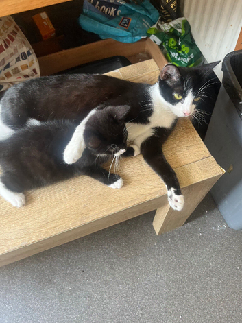 Toffee and misty