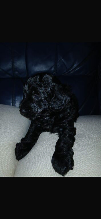 Jackapoo