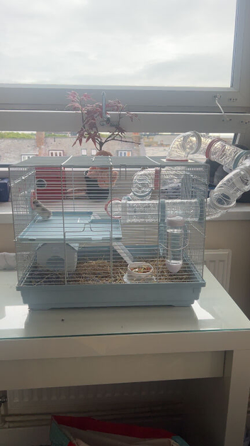 male dwarf hamster with cage and accessories