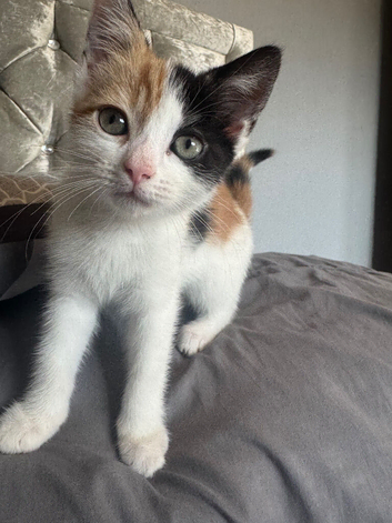 Cat for sale