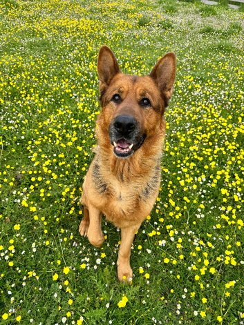 URGENT Male German Shepherd