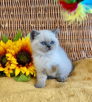 ABSOULETLY STUNNING PURE BRED BSH KITTENS