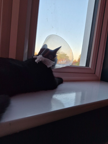 Beautiful Black young Cat to rehome