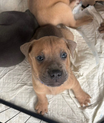 Cane corso x lab puppies