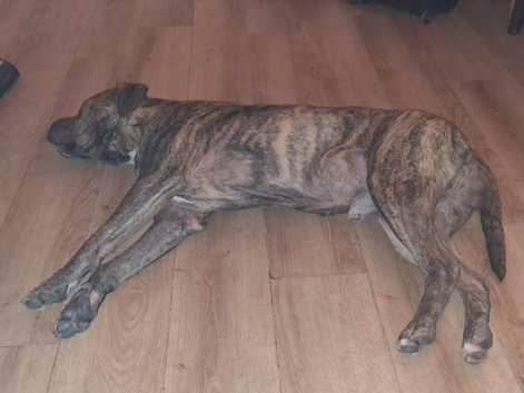 Presa Canario to stud(read description first).