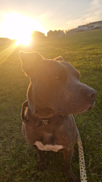 Blue staffy stud available proven litter of 7