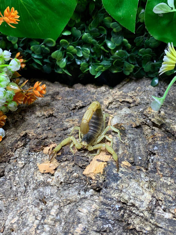 Desert Hairy Scorpion at Birmingham Reptiles