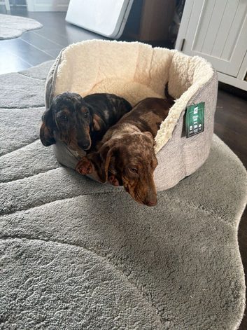 Dachshund