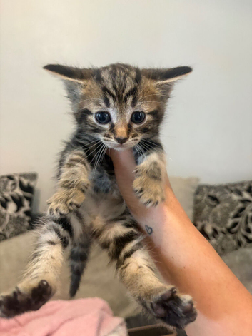 3 male kittens