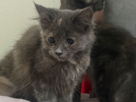 Ragdoll blue sepia tortie females ready now