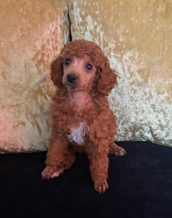 Stunning Red Minature Poodle Girl