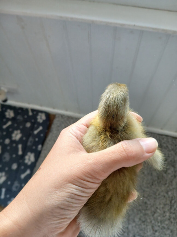Day old Indian runner ducklings