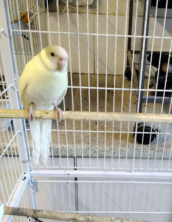 Male Cream Kakarikis