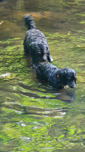 Pooches and Puddles