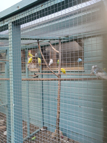Baby budgies