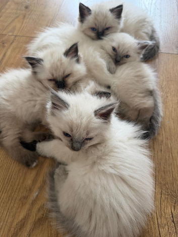 Ragdoll kittens for sale