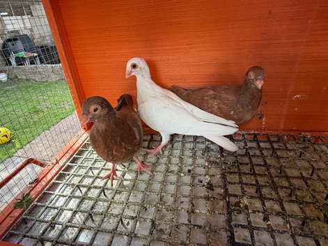 Young Pigeons for Sale