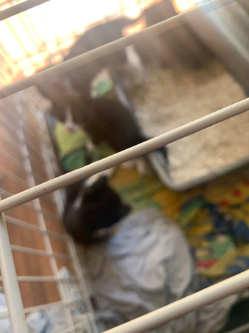 4 beautiful little kittens