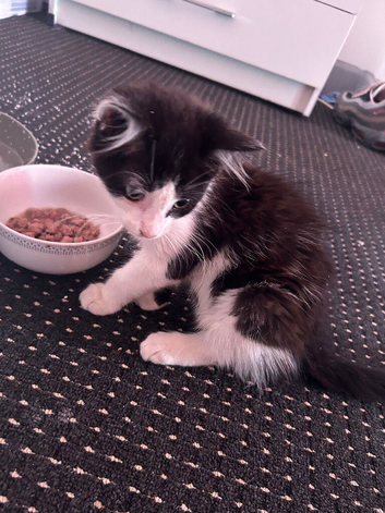 Kitten